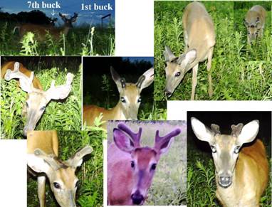 Naturalists Notebook Worth County Iowa