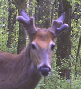 deer1.jpg