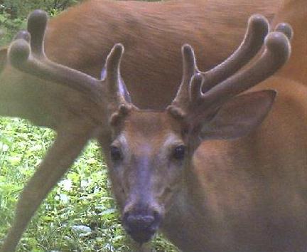 deer2.jpg
